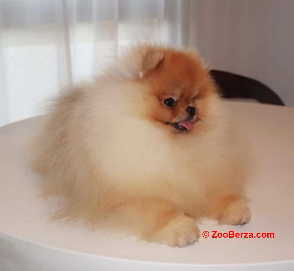 Najlepsi Pomeranci Boo  