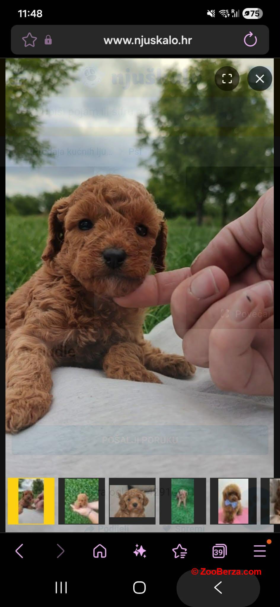 Toy Pudle na prodaju