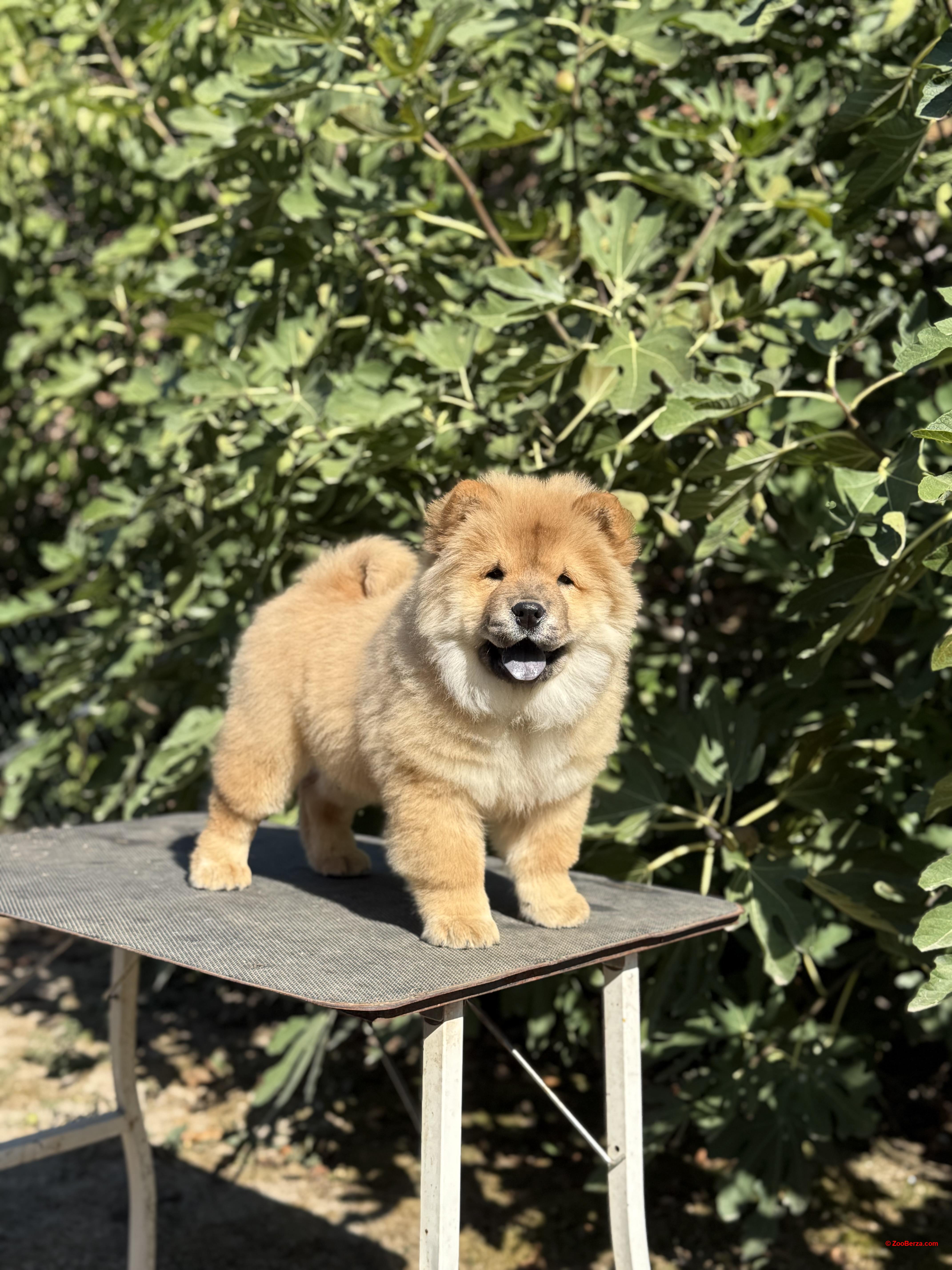 Chow Chow / Čau Čau štenci na prodaju!