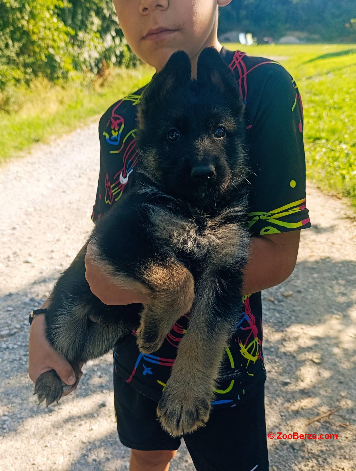 Nemački ovčar, štene -dostava 