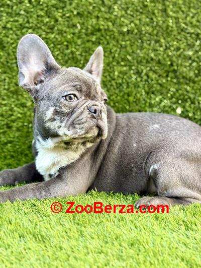 Prelepi štenci FRANCUSKOG Buldoga