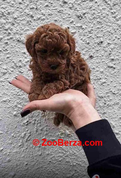  Stenci toy i mini pudle vrhunske genetike