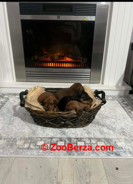 Patuljasti jazavičari kratkodlaki 