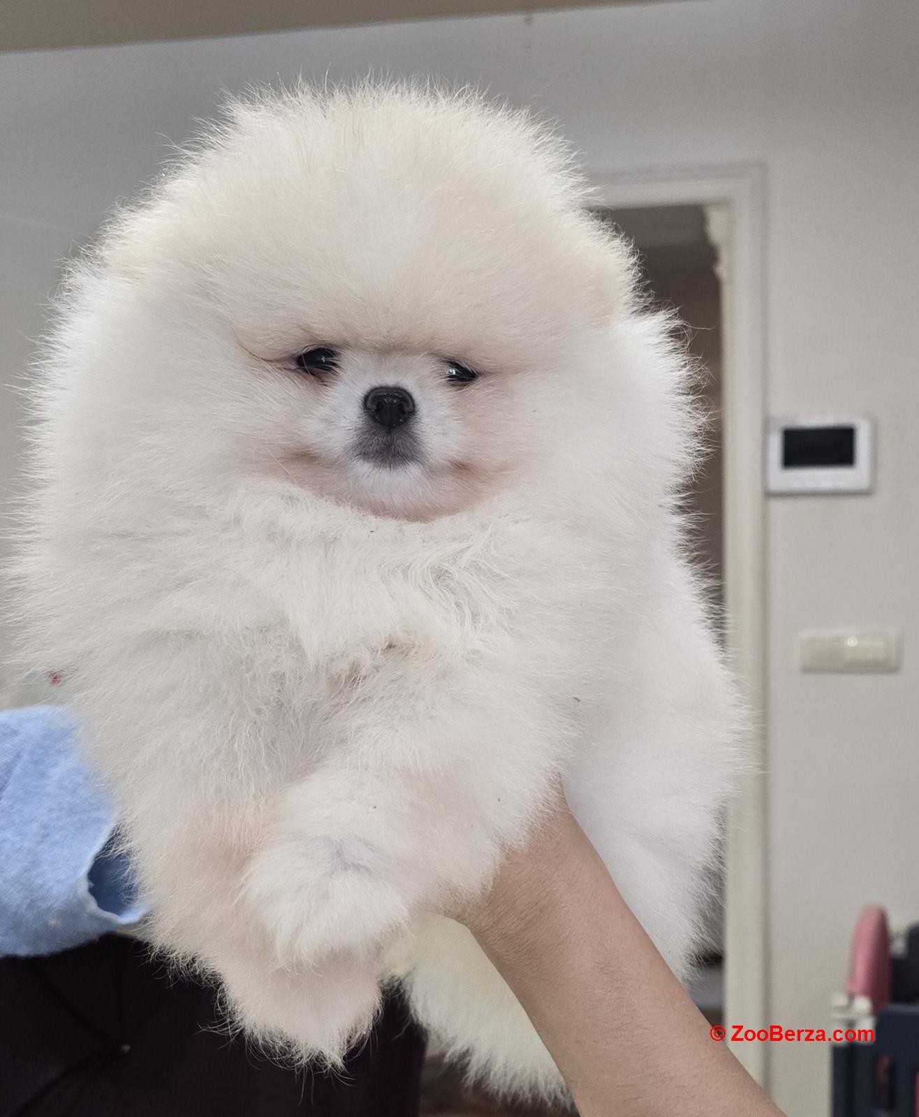 Pomeranac prelepi štenci