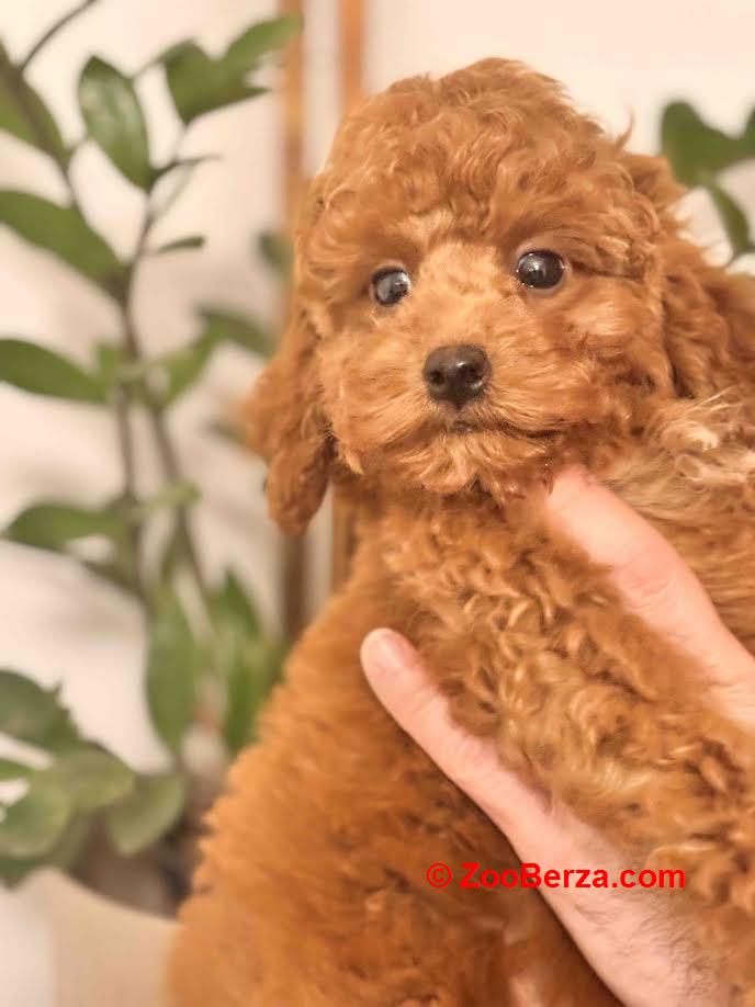 Crvena patuljasta pudla 