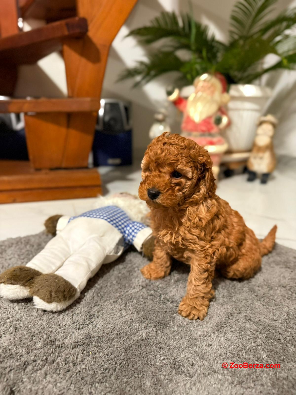 Crvena Toy Pudla žensko štene