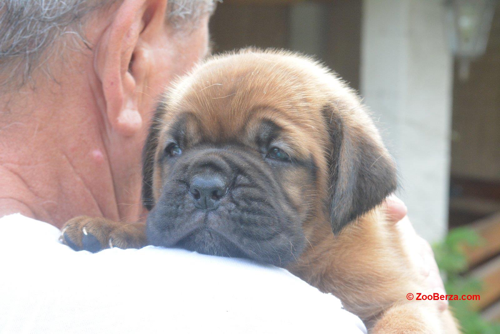 Bordoska Doga (Dogue de Bordeaux) prelepi stenci 