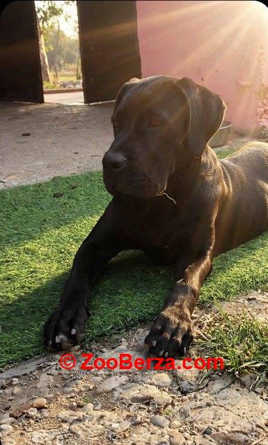 Cane Corso mlad pas