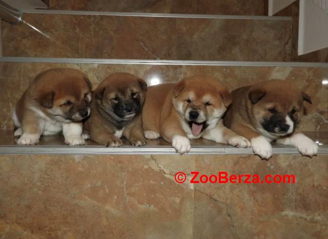 Shiba Inu, TOP štenci