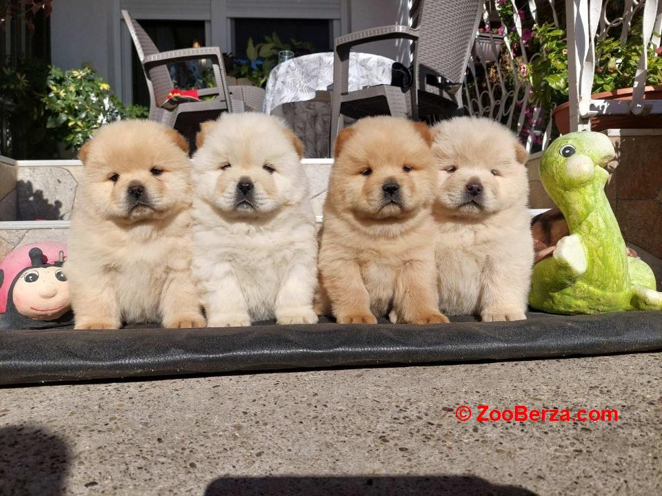 Chow chow - cau cau