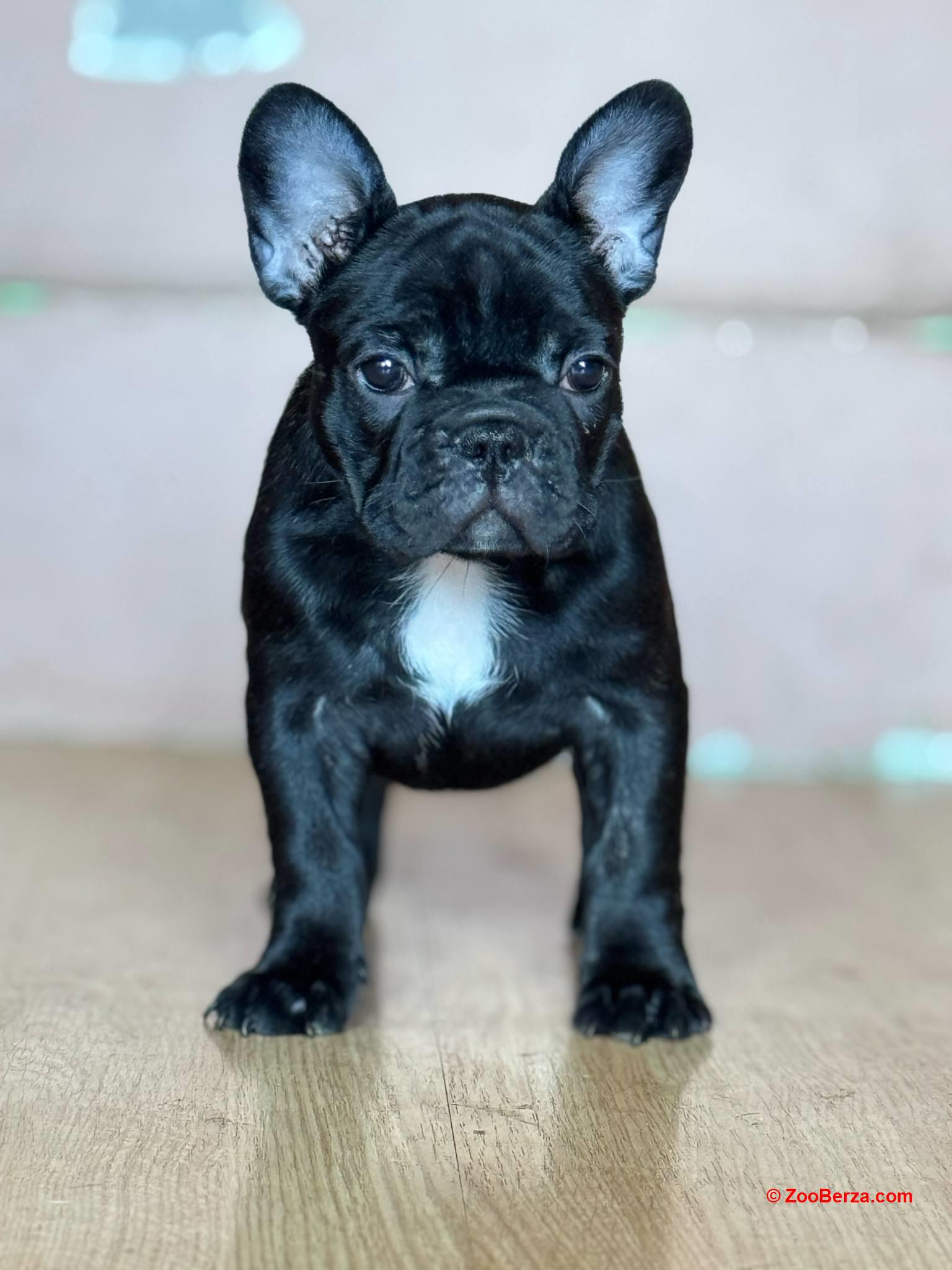 Francuski buldog prelepi štenci