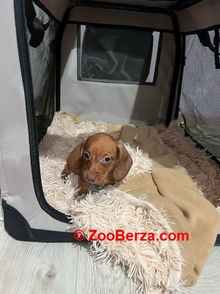 Mini kratkodlaki jazavičari, štenci 