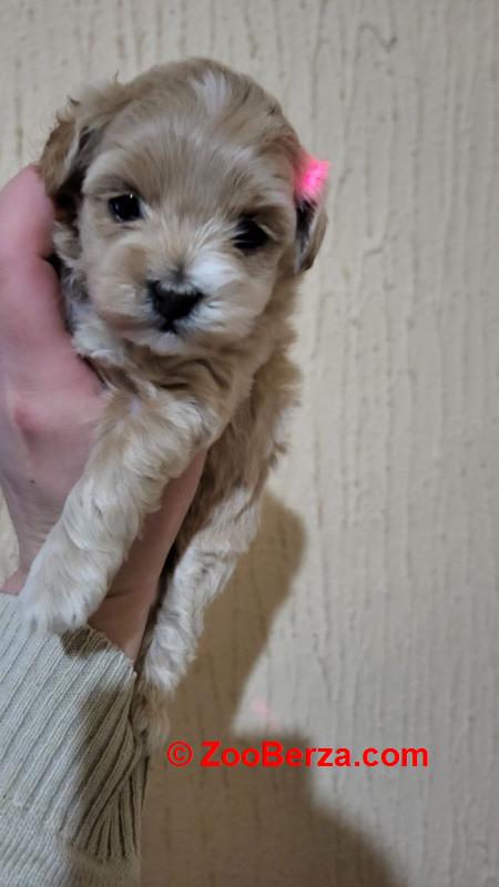  Mini Maltipoo štenci