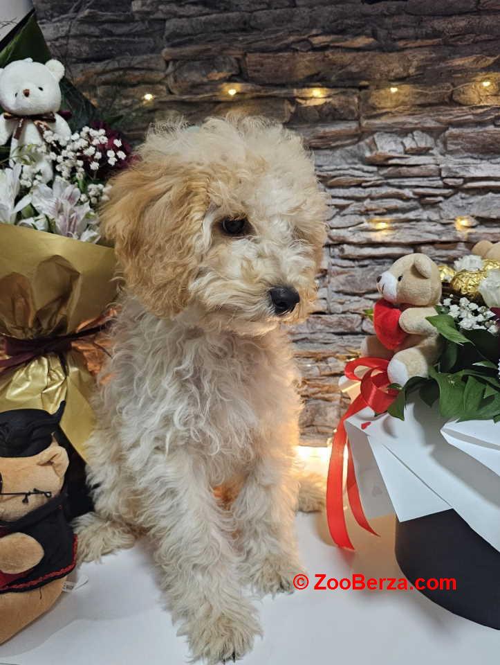 Dve vesele mini pudle apricot  - dečak I devojčica 