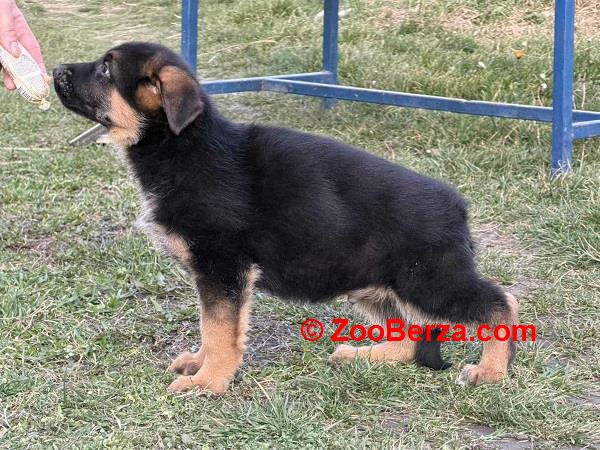 Štenci NEMAČKOG ovčara