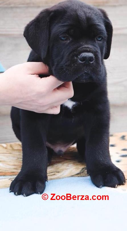 Cane Corso Kane Korso NOVO LEGLO