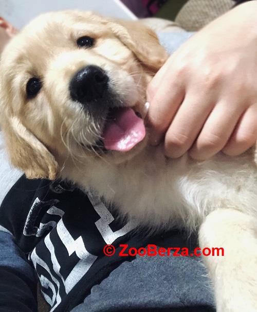 Zlatni retriver 3nnn