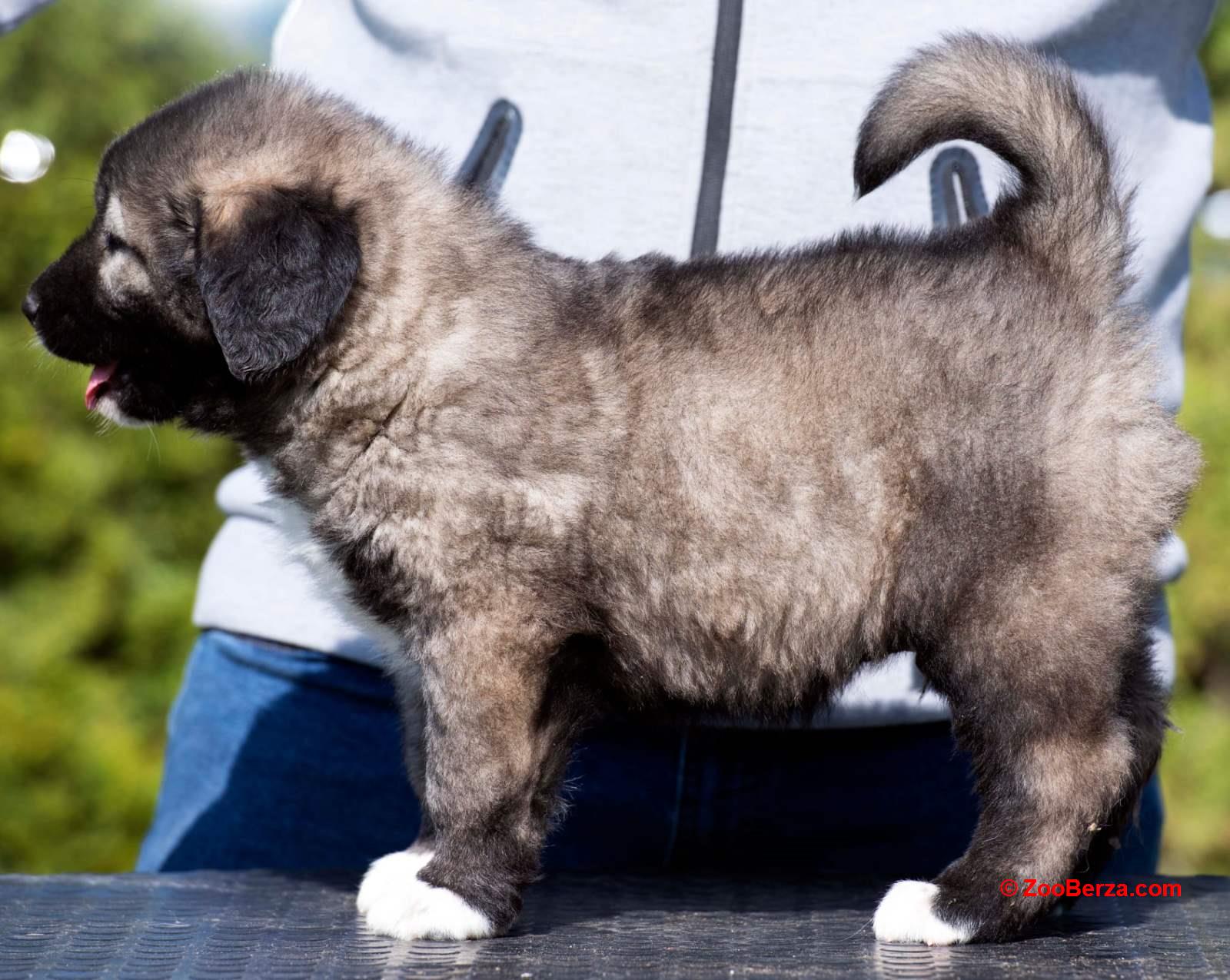 Kavkaski Ovčar štenci