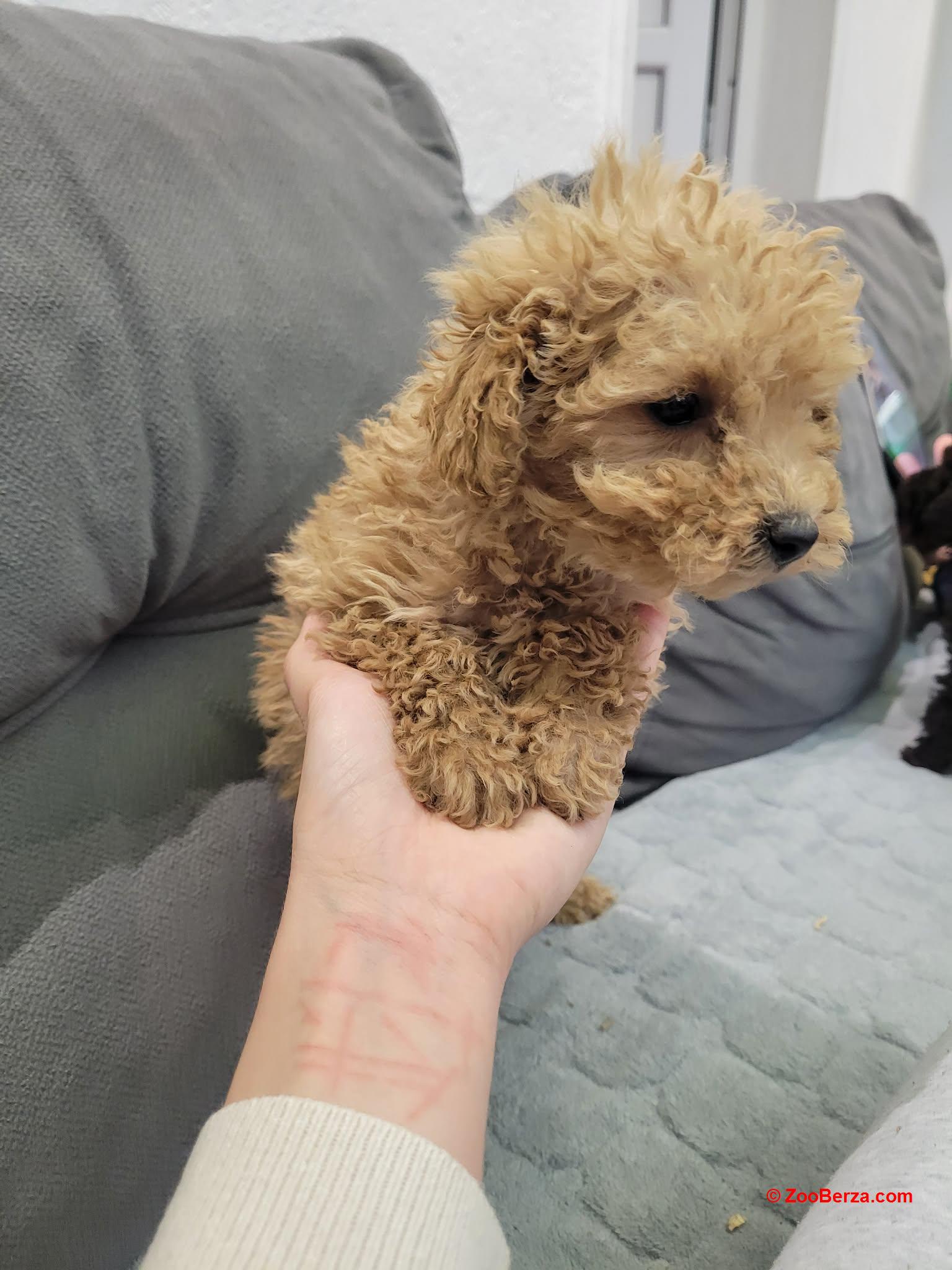 Toy Pudle na prodaju