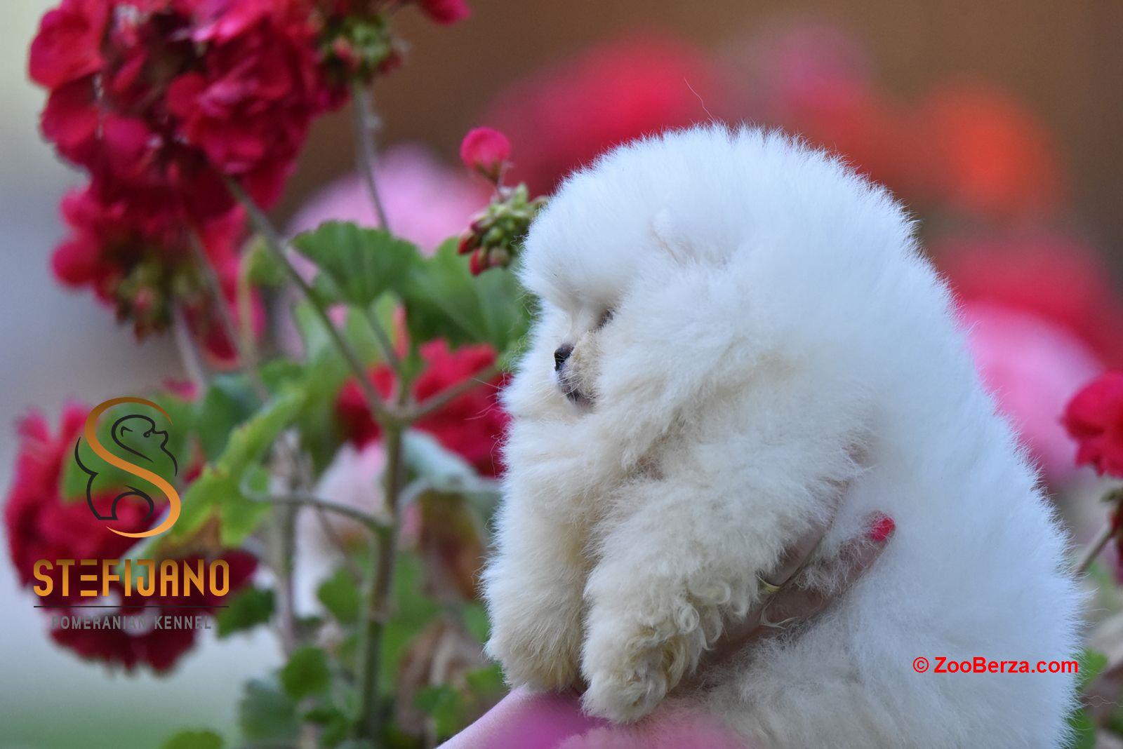 Pomeranac Boo štenci