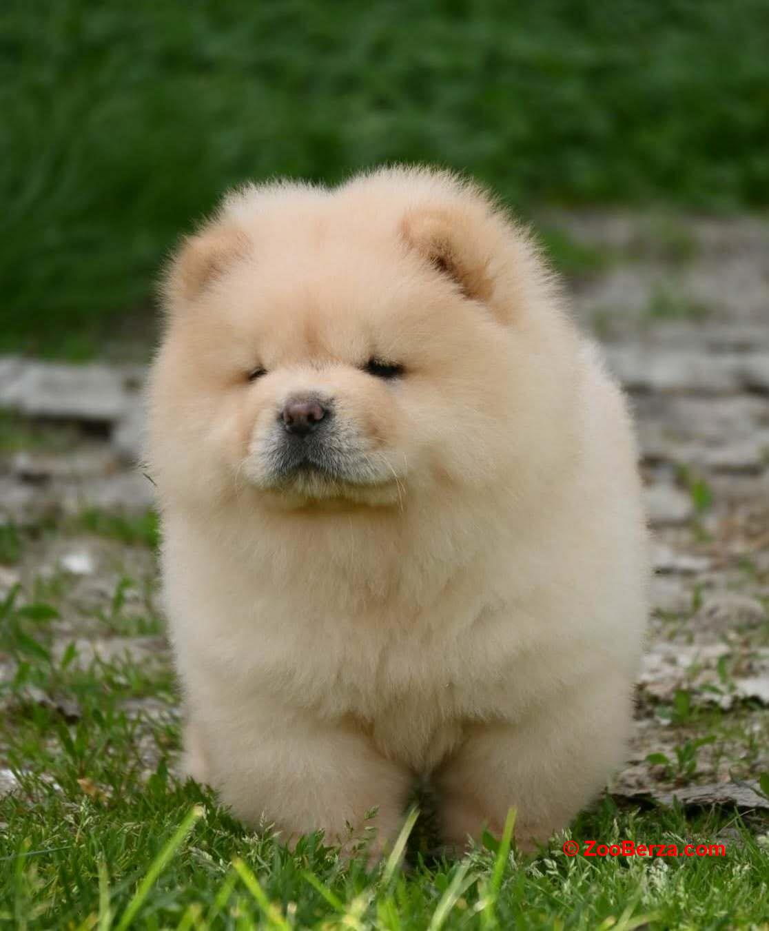Chow chow-cau cau