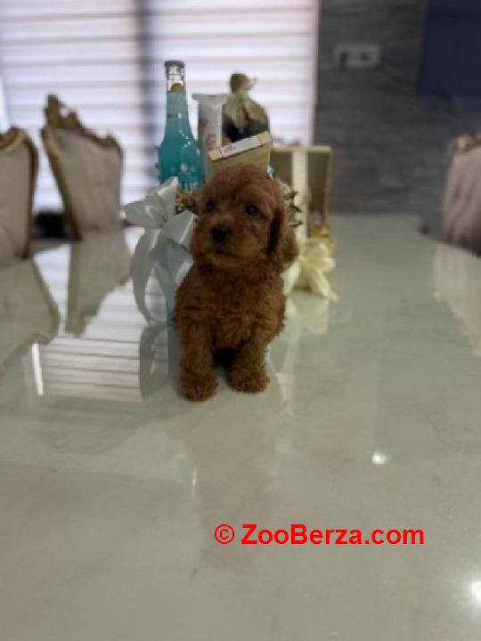 Goldendoodle prelepi štenci