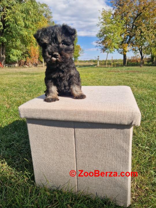 Musko stene patuljastnog snaucera