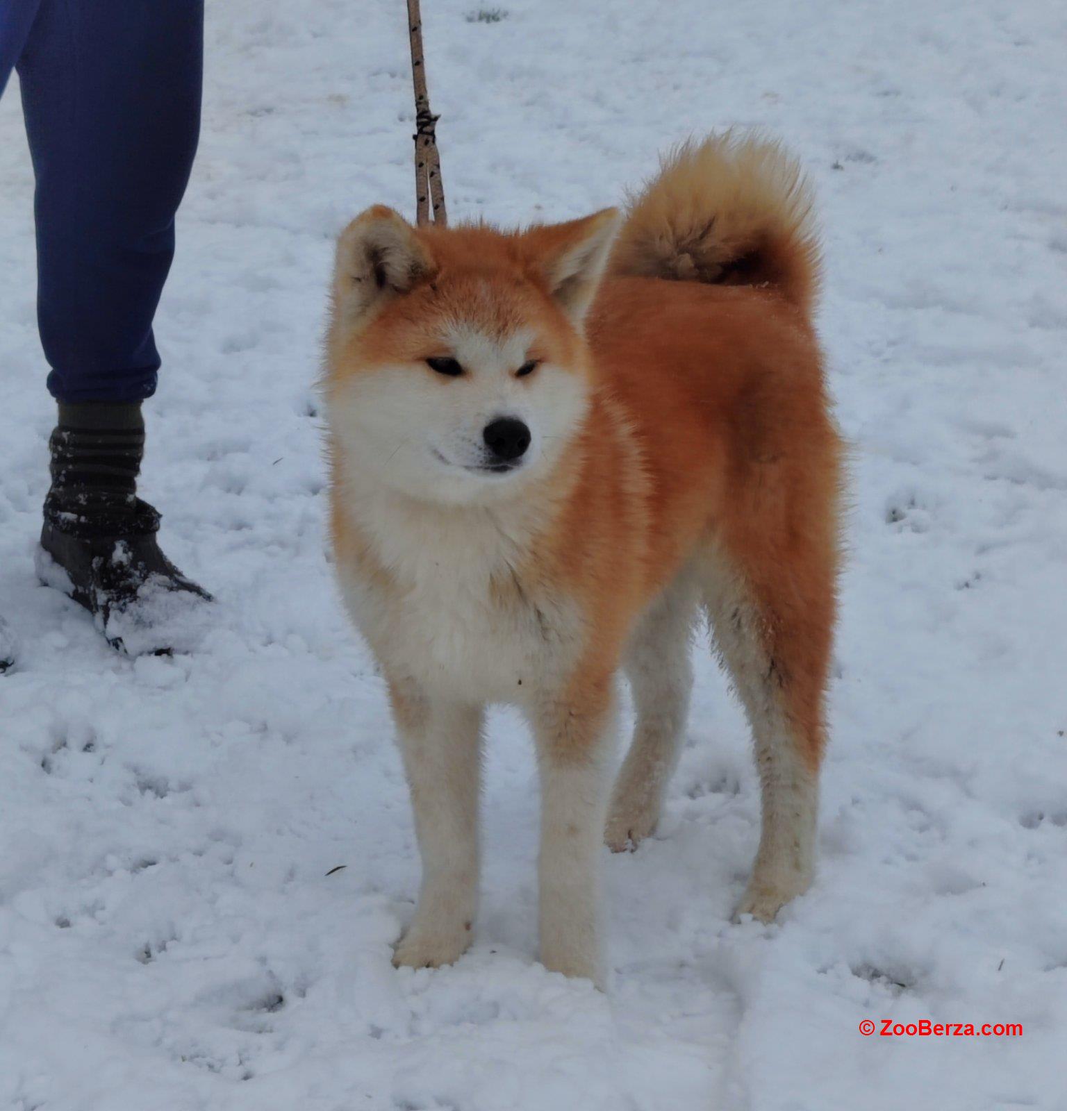 Japanska Akita štenci na prodaju