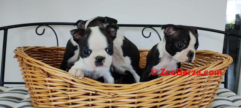 Boston terrier stenci
