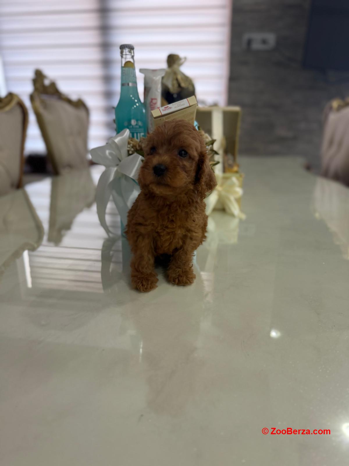 Goldendoodle prelepi štenci