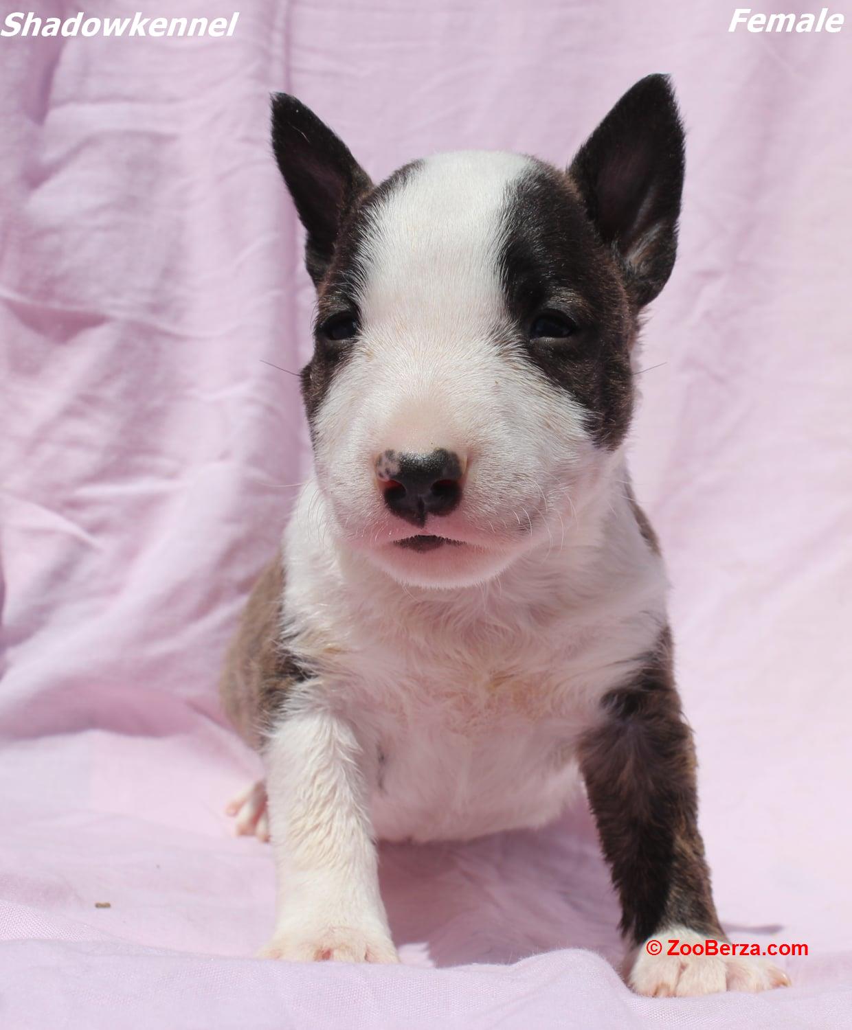 Mini Bull terijer štenci