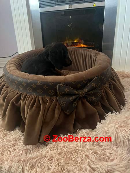 Dugodlaki patuljasti jazavičari 