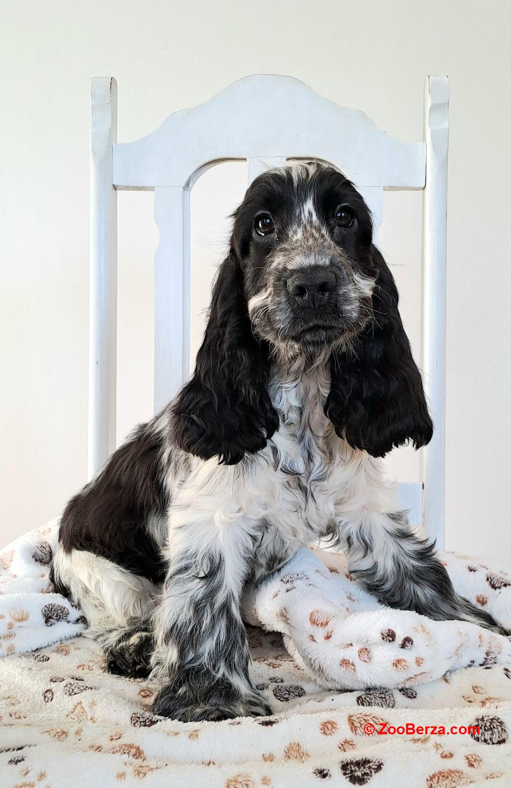 Koker španijel štenci, izložbenog potencijala 