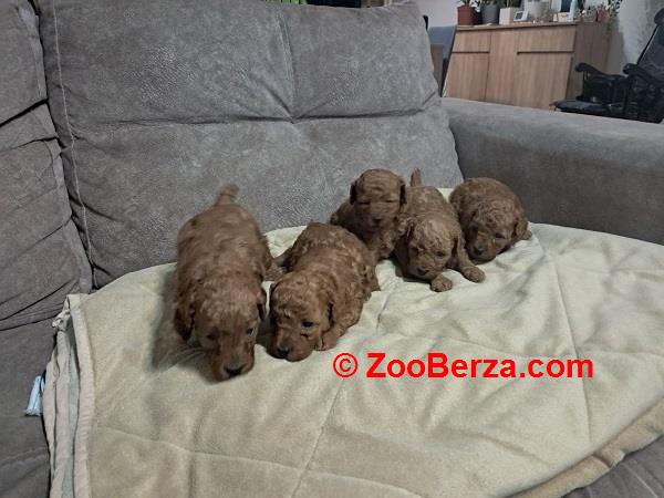 Crvena toj pudla ( Toy Poodle ) 
