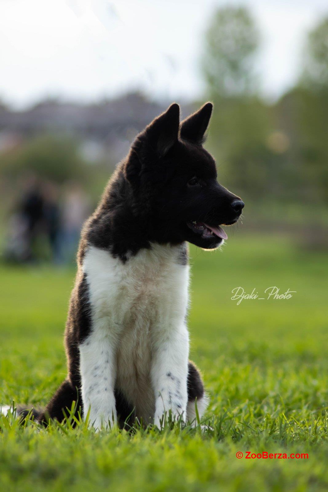 Američka Akita prelepi štenci