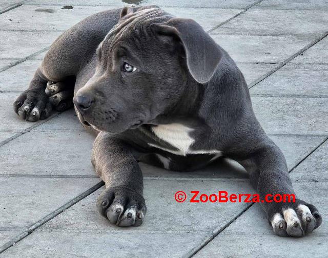 American bully xl 