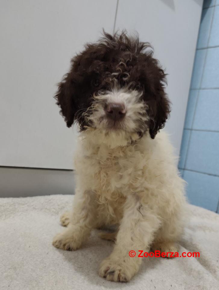 Lagoto romanjolo stenci 