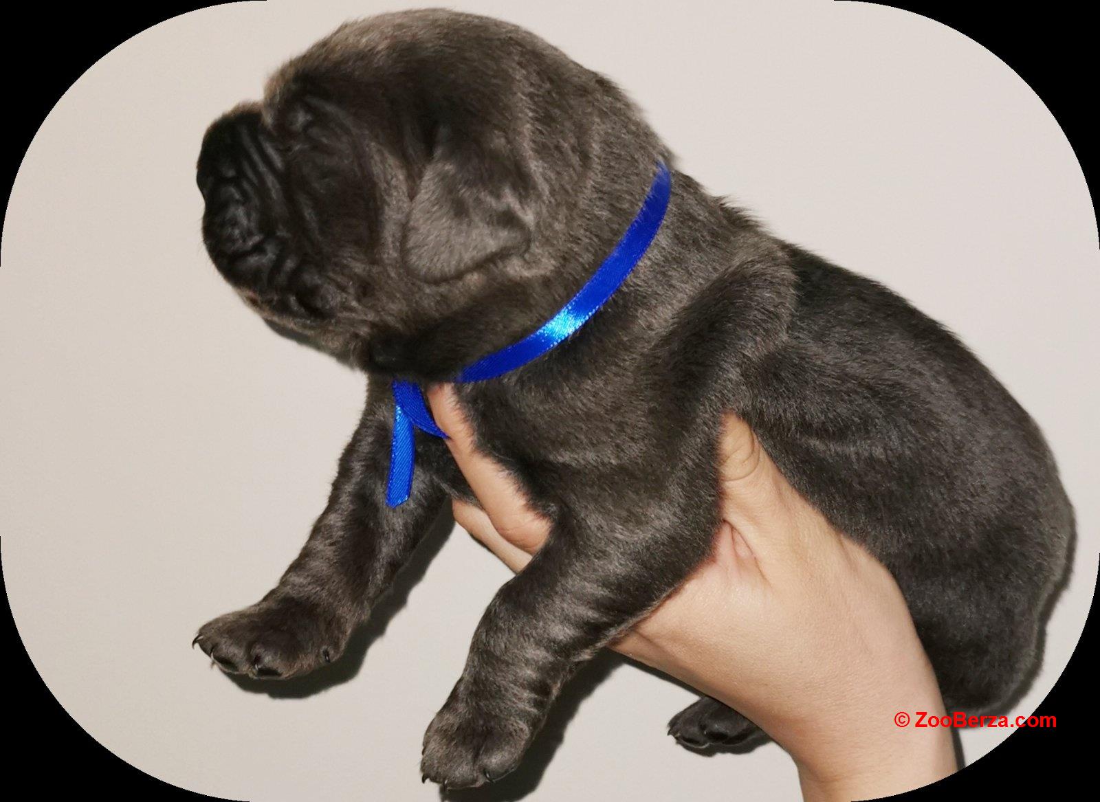 Cane Corso Kane Korso NOVO LEGLO