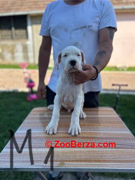 Dogo Argentino štenci
