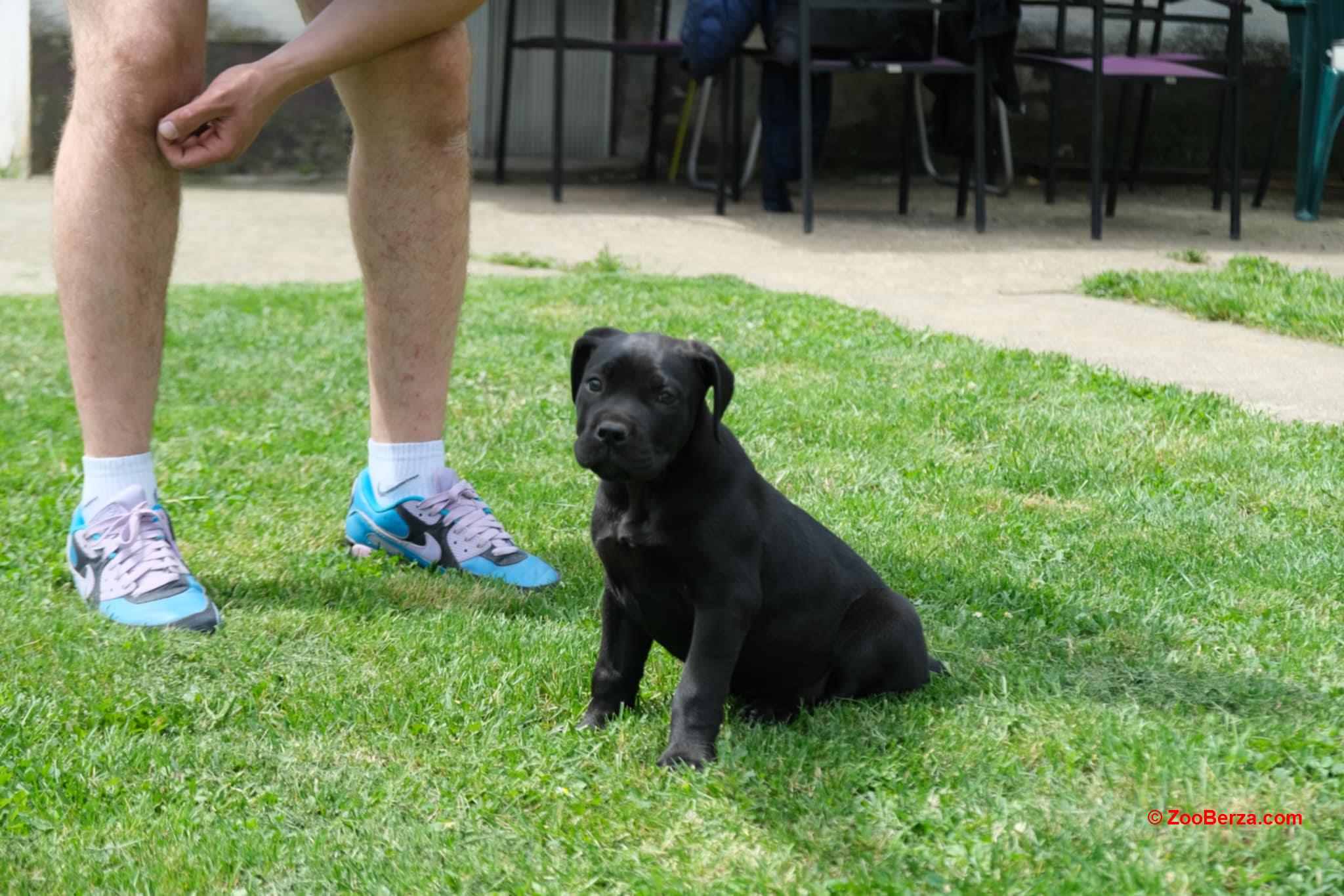 Južnoafrički mastif Boerboel štenci