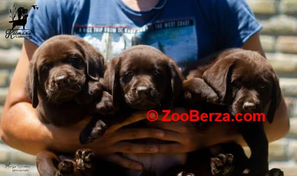Čokoladni Labrador Retriver štenci 