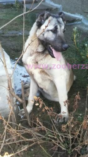 Turski kangal