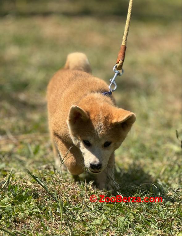 Japanska Akita Inu štenci