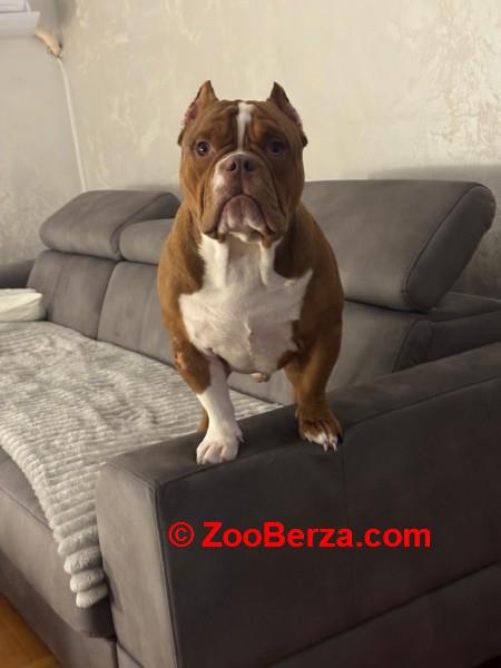 Muzjak -American Bully Exotic Merle