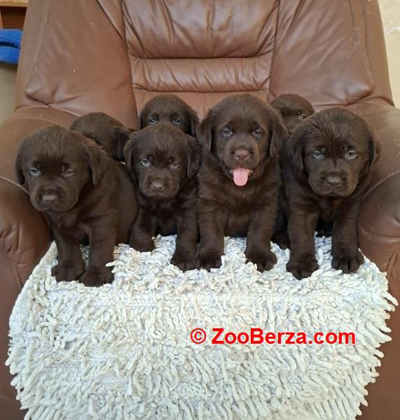 Labrador retriver štenci braon boje 
