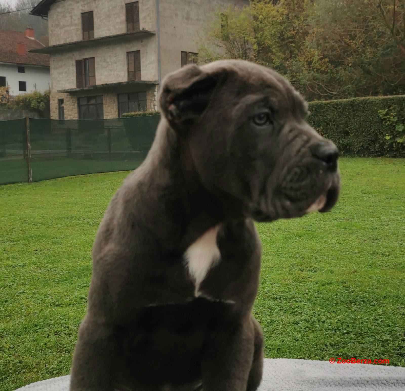 Cane Corso Kane Korso TOP KVALITET