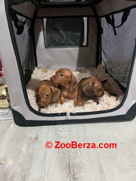 Mini kratkodlaki jazavičari, štenci 