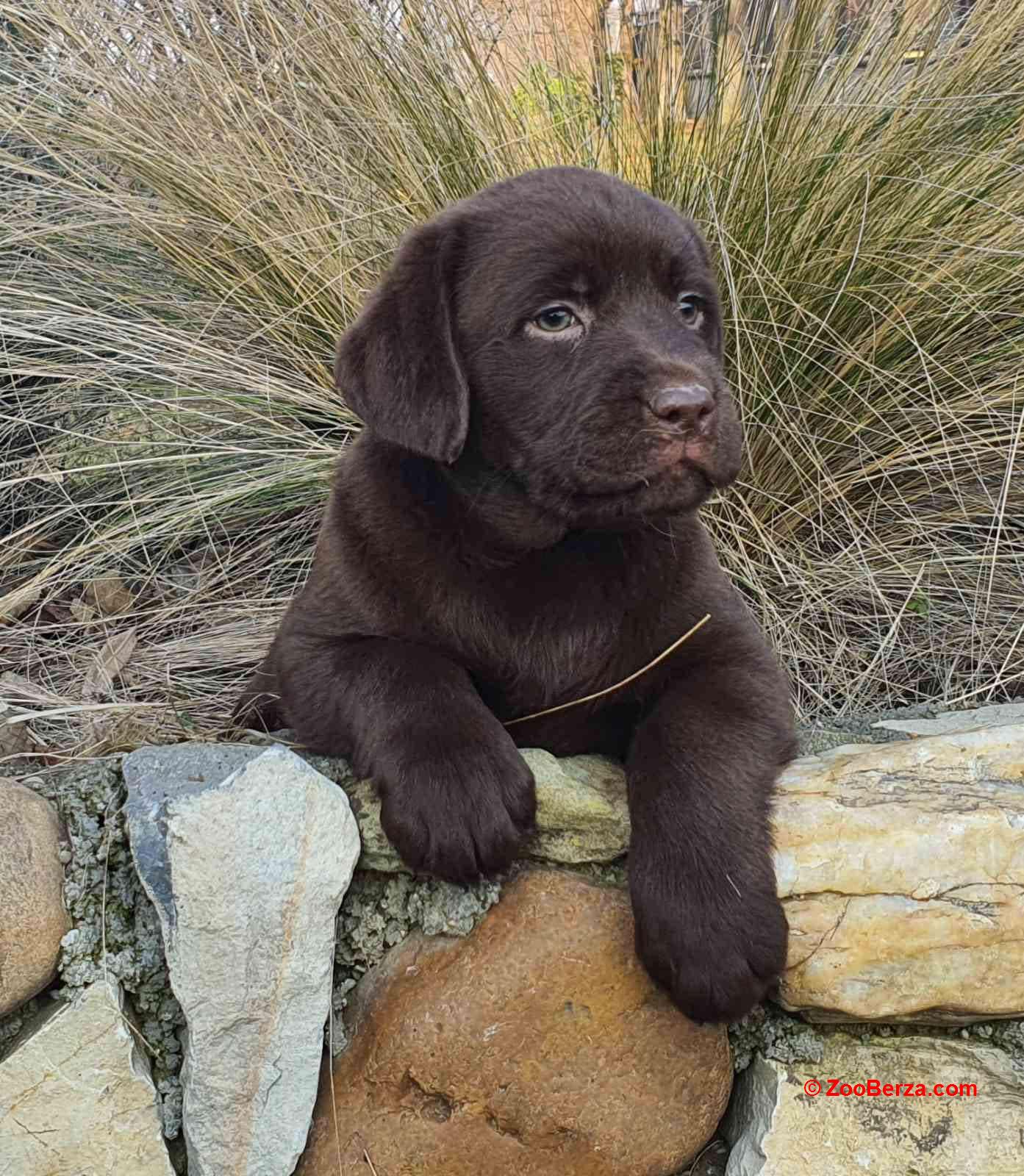 Labrador retriver čokoladni štenci na prodaju