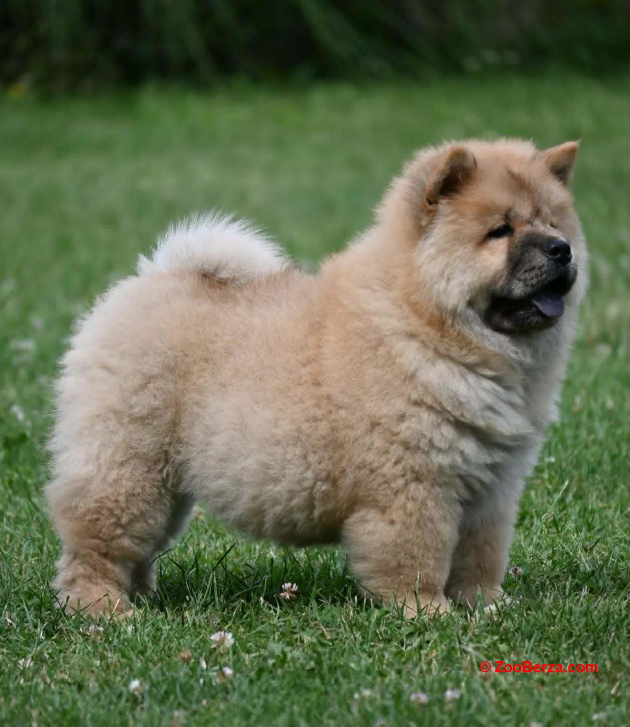 Chow Chow Cau Cau Čau Čau