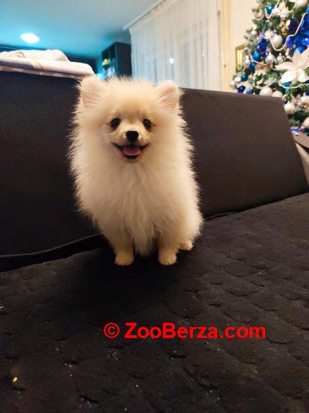 Štenci pomeranskog špica